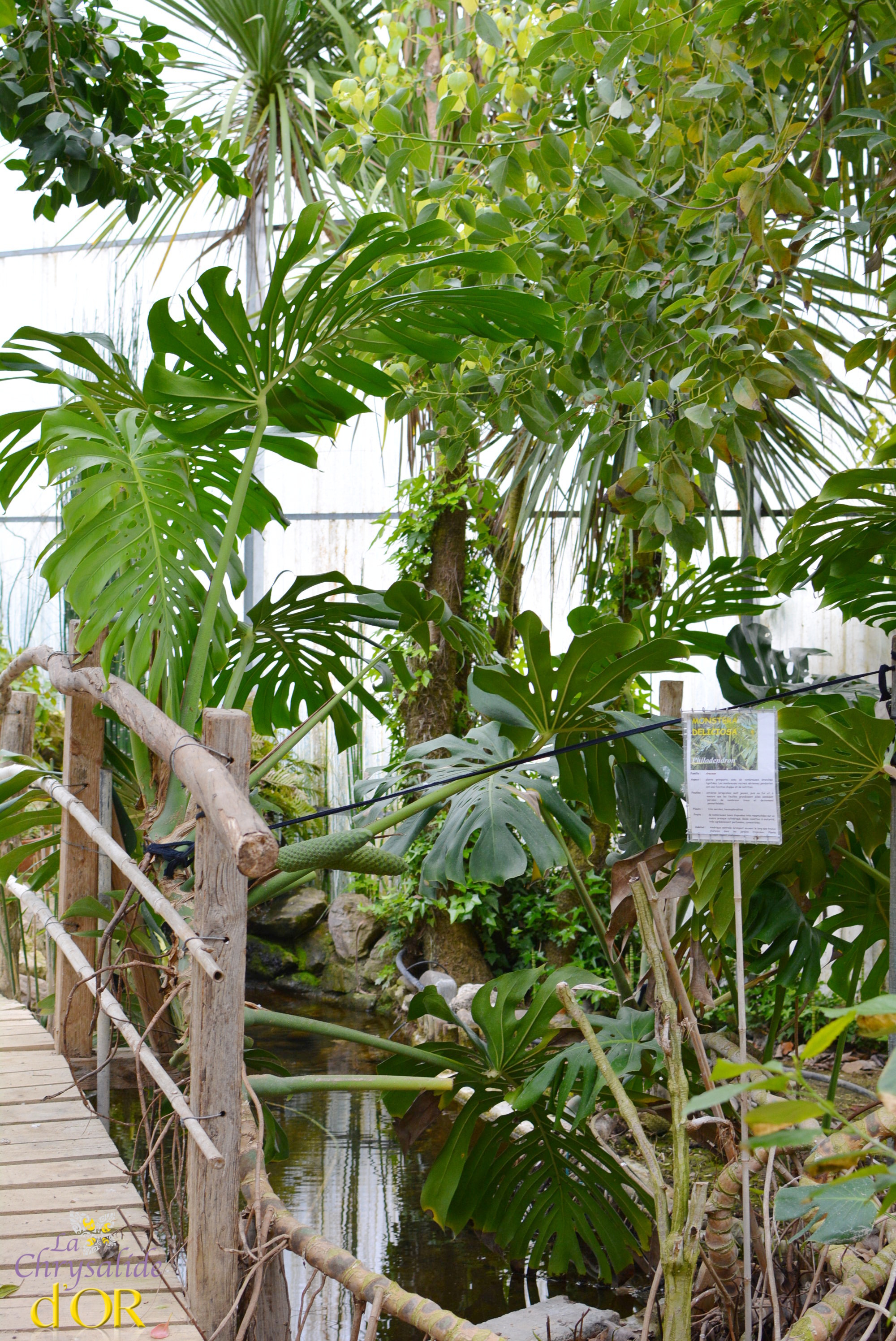 Serre tropicale domaine du Gazenia, Tarn et Garonne